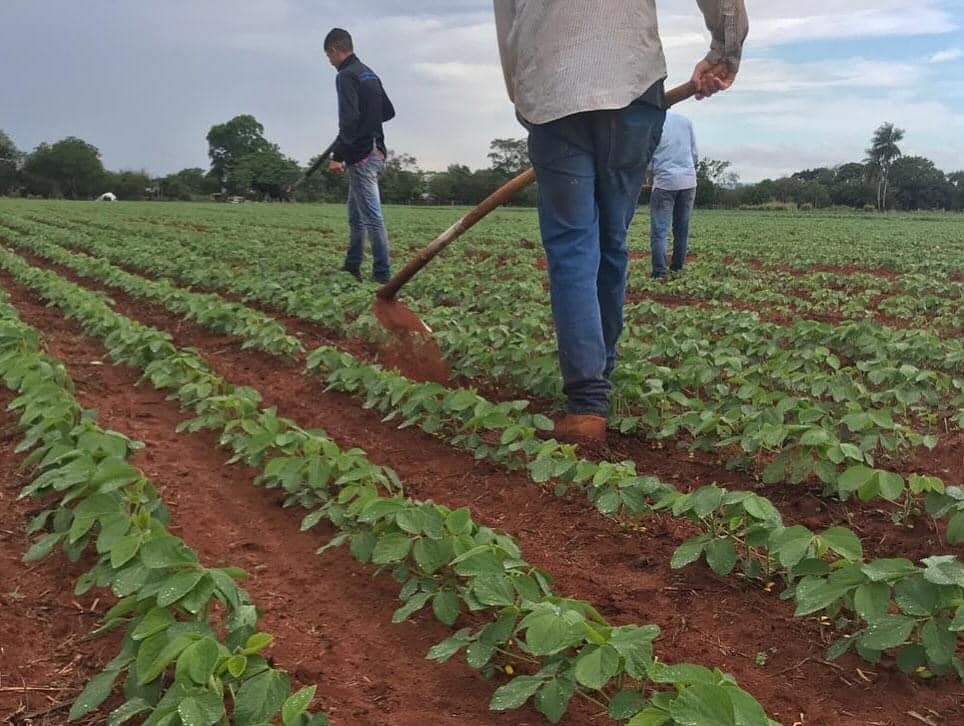 Agricultura Extensiva